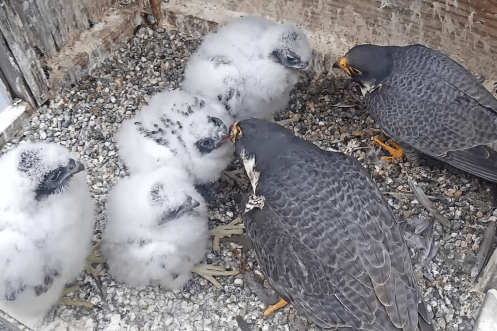 Ready, set, vote! Here are your choices to name Berkeley’s new falcon&nbsp;quadruplets.